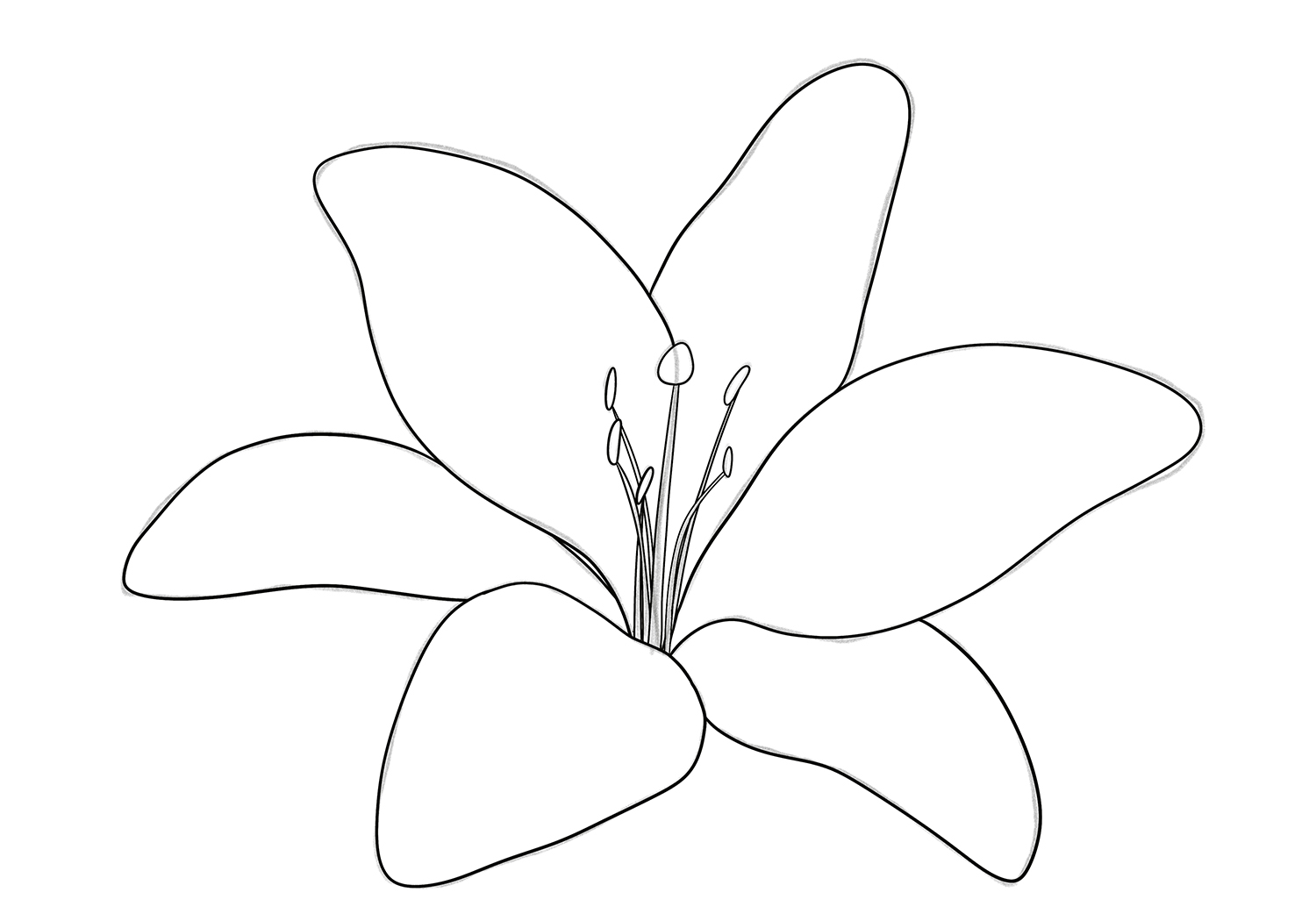 Lily Outline 50 Outline Day Lilies Stock Illustrations Royalty Free Lily Outline 50 Outline Day Lilies Stock Illustrations Royalty Free